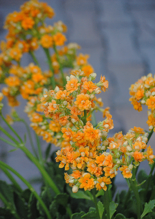 9月14日 切り花カランコエ 花ねこ日記