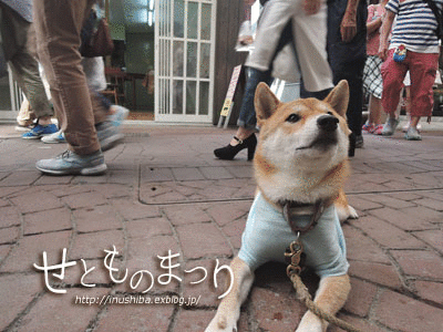 a0286855_20563952.gif