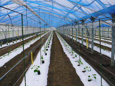 夢キュウリ 10月上旬からの出荷に向けて、キュウリの定植から開花時期までを現地取材_a0254656_1726246.jpg