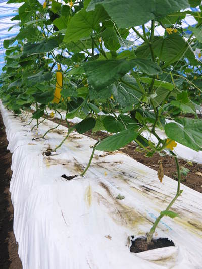 夢キュウリ 10月上旬からの出荷に向けて、キュウリの定植から開花時期までを現地取材_a0254656_1815122.jpg