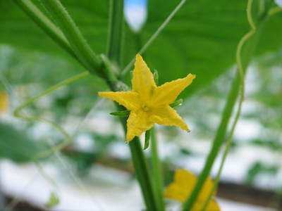夢キュウリ 10月上旬からの出荷に向けて、キュウリの定植から開花時期までを現地取材_a0254656_18194976.jpg