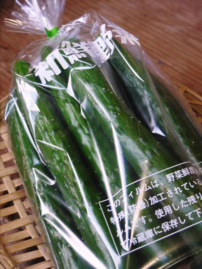 夢キュウリ 10月上旬からの出荷に向けて、キュウリの定植から開花時期までを現地取材_a0254656_18465275.jpg