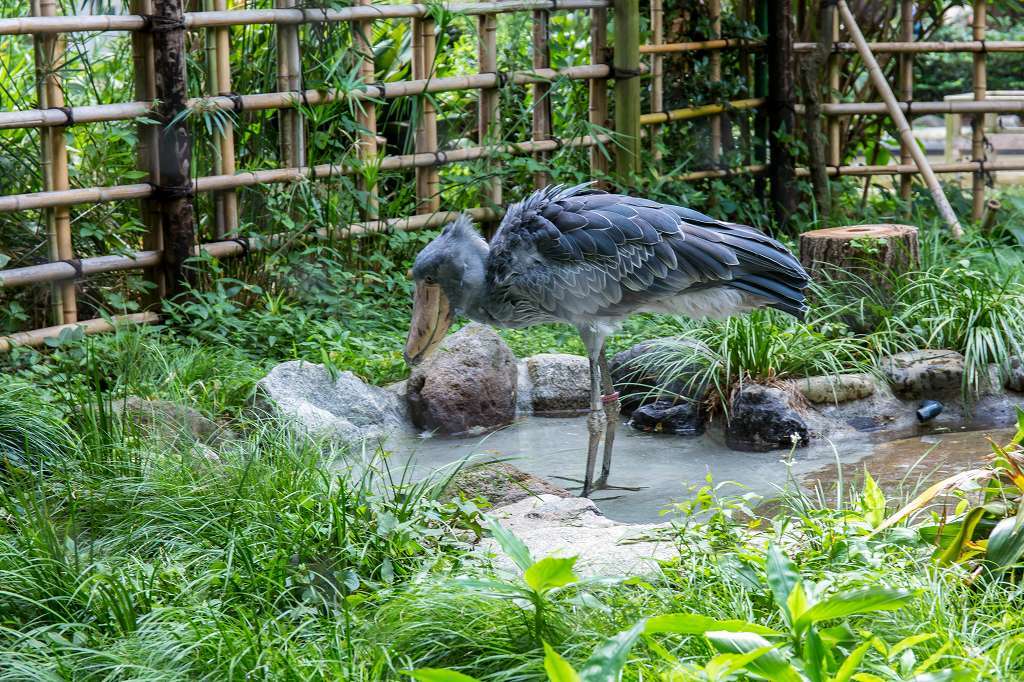 上野動物園西園_f0044056_20561010.jpg