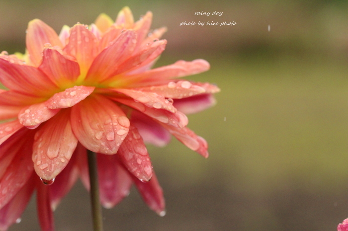 雨の花探し　＊ダリア　情熱＊_b0328557_23031697.jpg