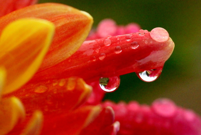 雨の花探し　＊ダリア　情熱＊_b0328557_23052093.jpg