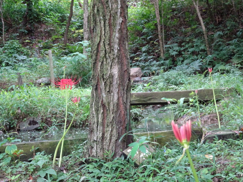 c0108460_15531774.jpg