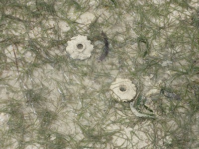 c0180460_81051.jpg