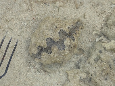 c0180460_8123522.jpg