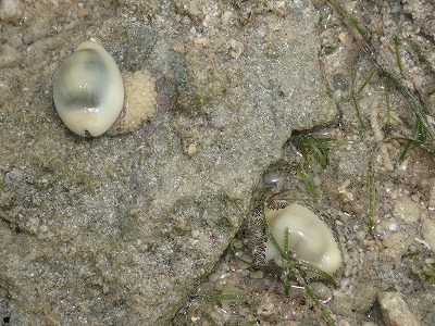 c0180460_812998.jpg