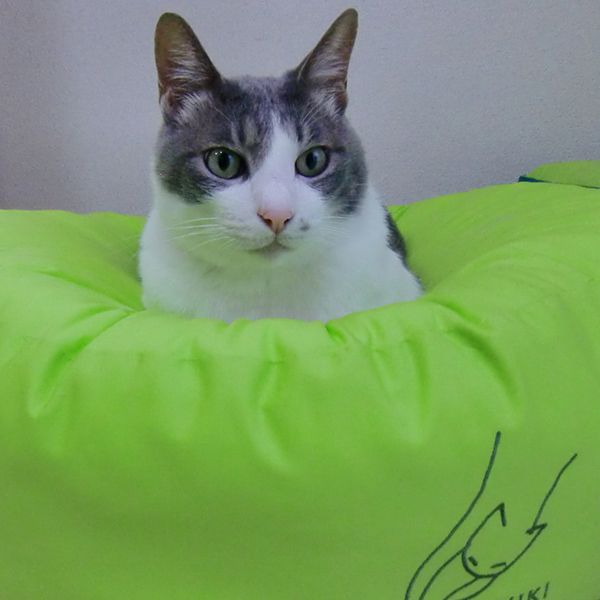 お昼寝前の、猫さんの振る舞い。_d0165160_09564985.jpg