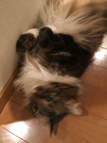 またひっくり返ってる、、_c0151965_21260996.jpg