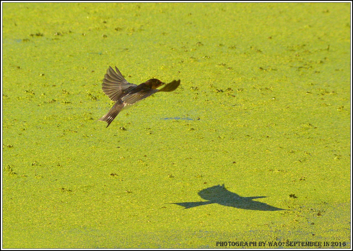 ツバメもウキクサの上を 野鳥の素顔 野鳥と日々の出来事