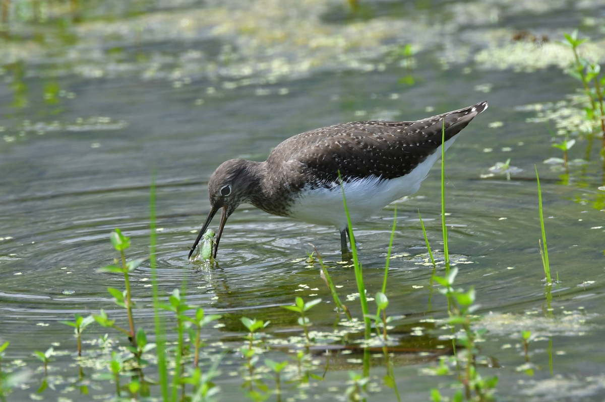 クサシギ_f0053272_8444320.jpg