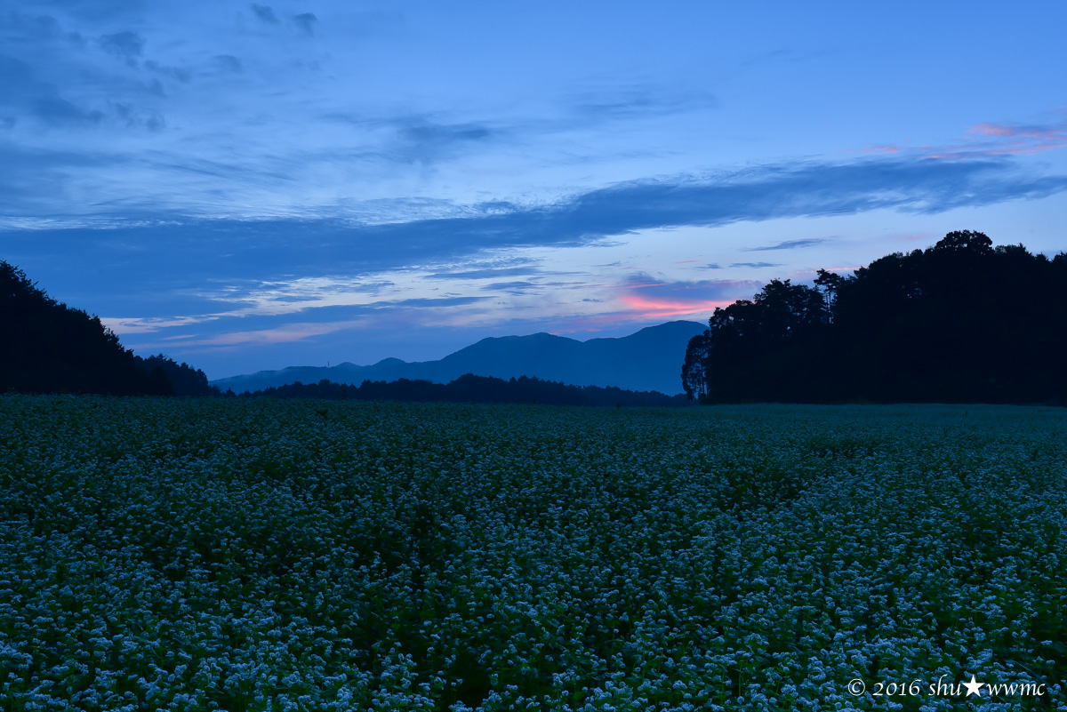 a0142976_1863920.jpg