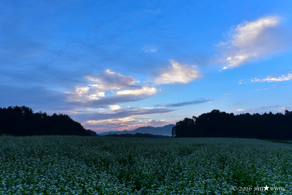a0142976_1865222.jpg