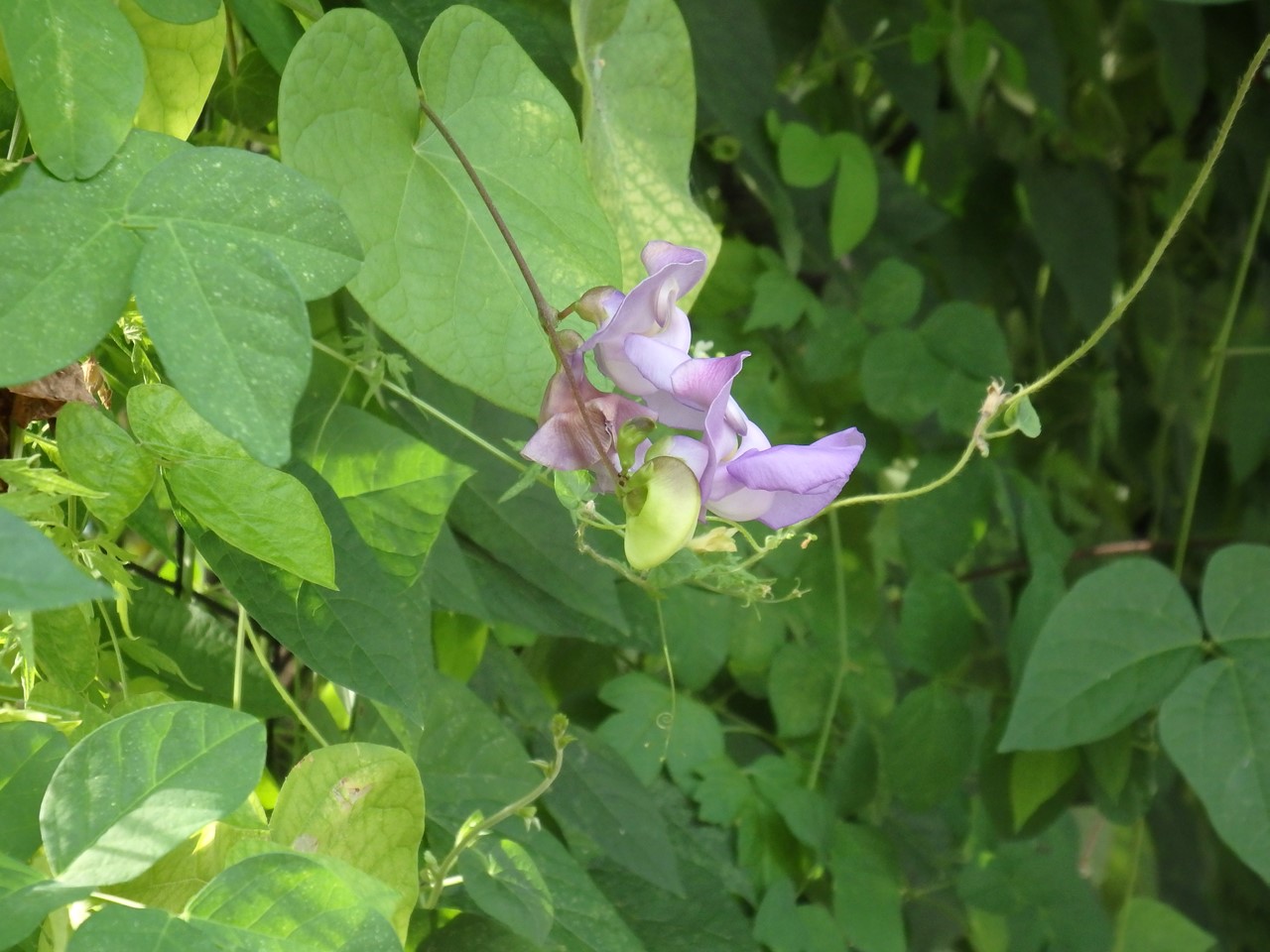 d0054276_20201310.jpg