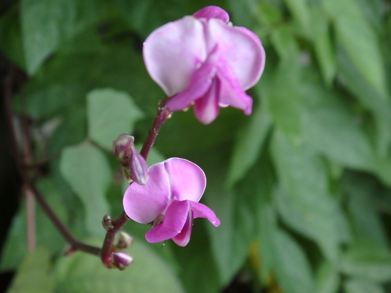 d0054276_20213490.jpg