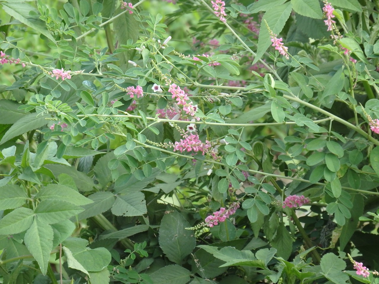 d0054276_20215433.jpg