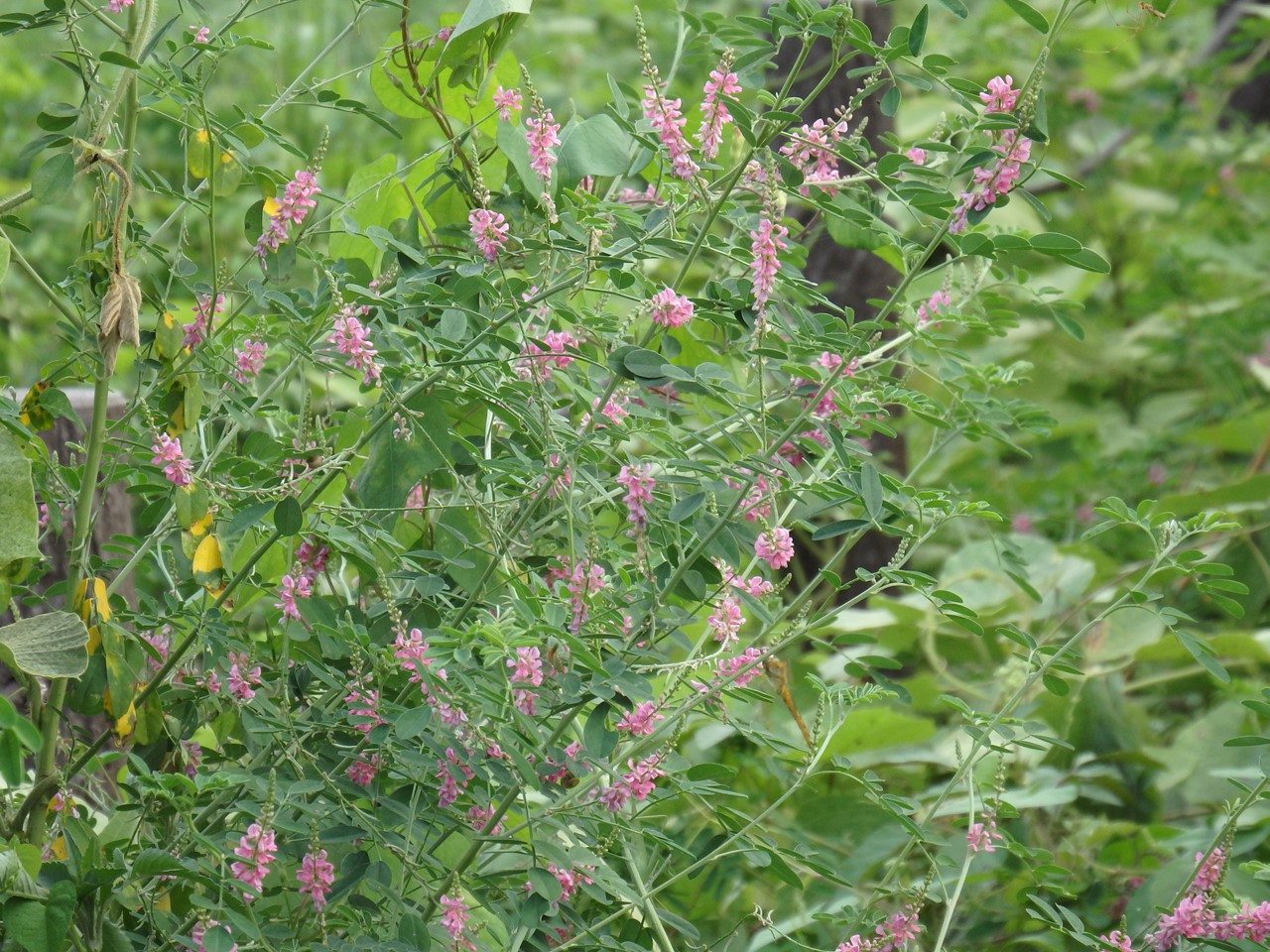 d0054276_20222691.jpg