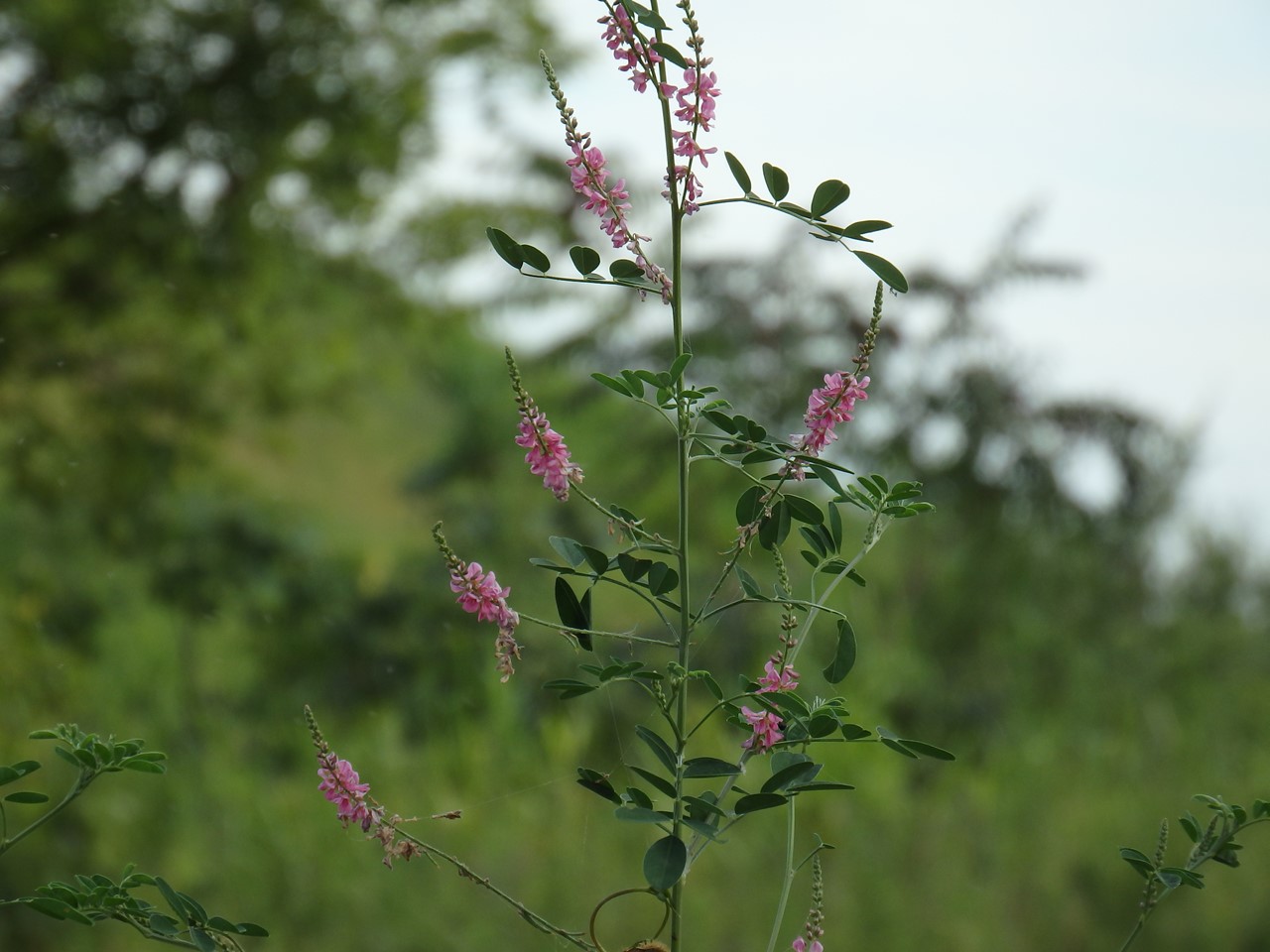 d0054276_2022753.jpg