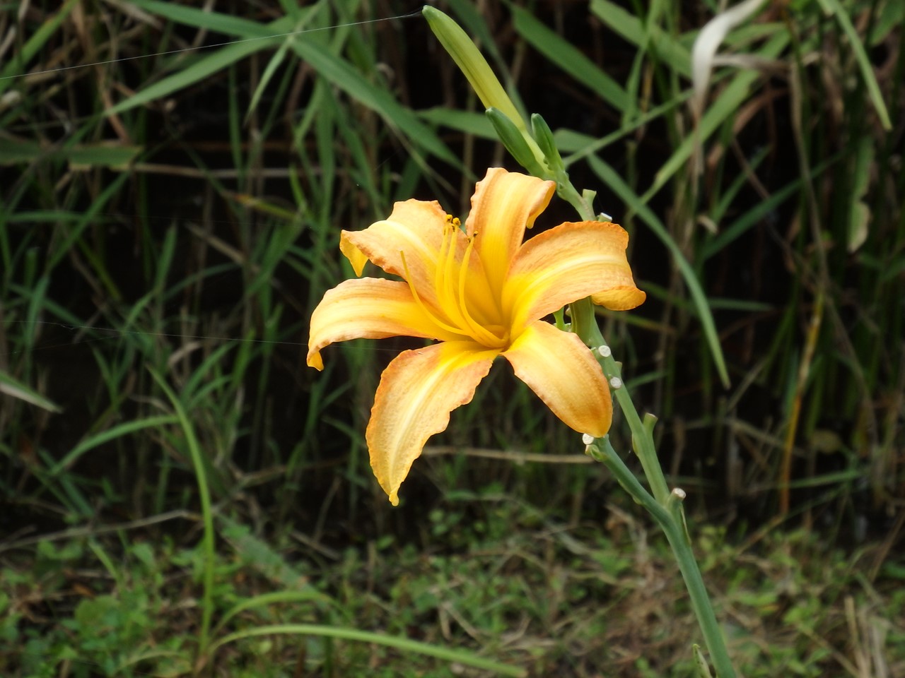 d0054276_20272687.jpg