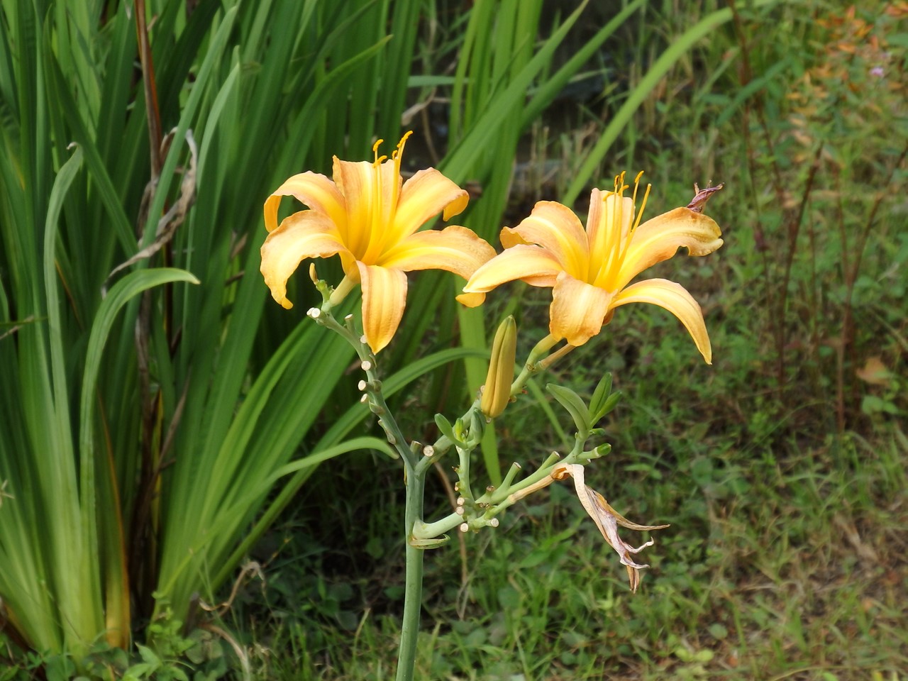 d0054276_2027650.jpg