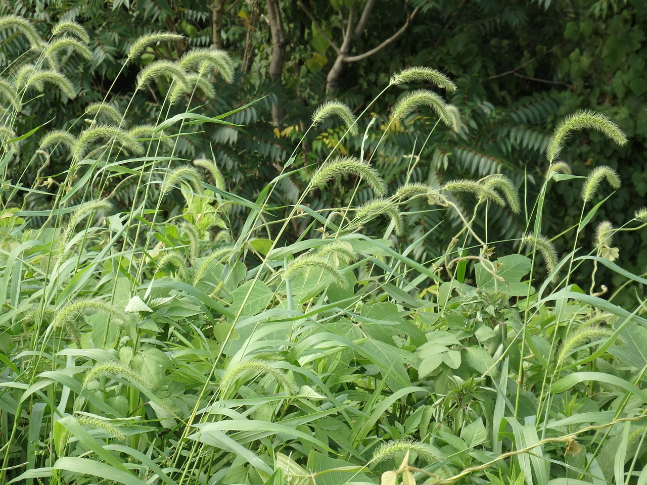 d0054276_20284975.jpg