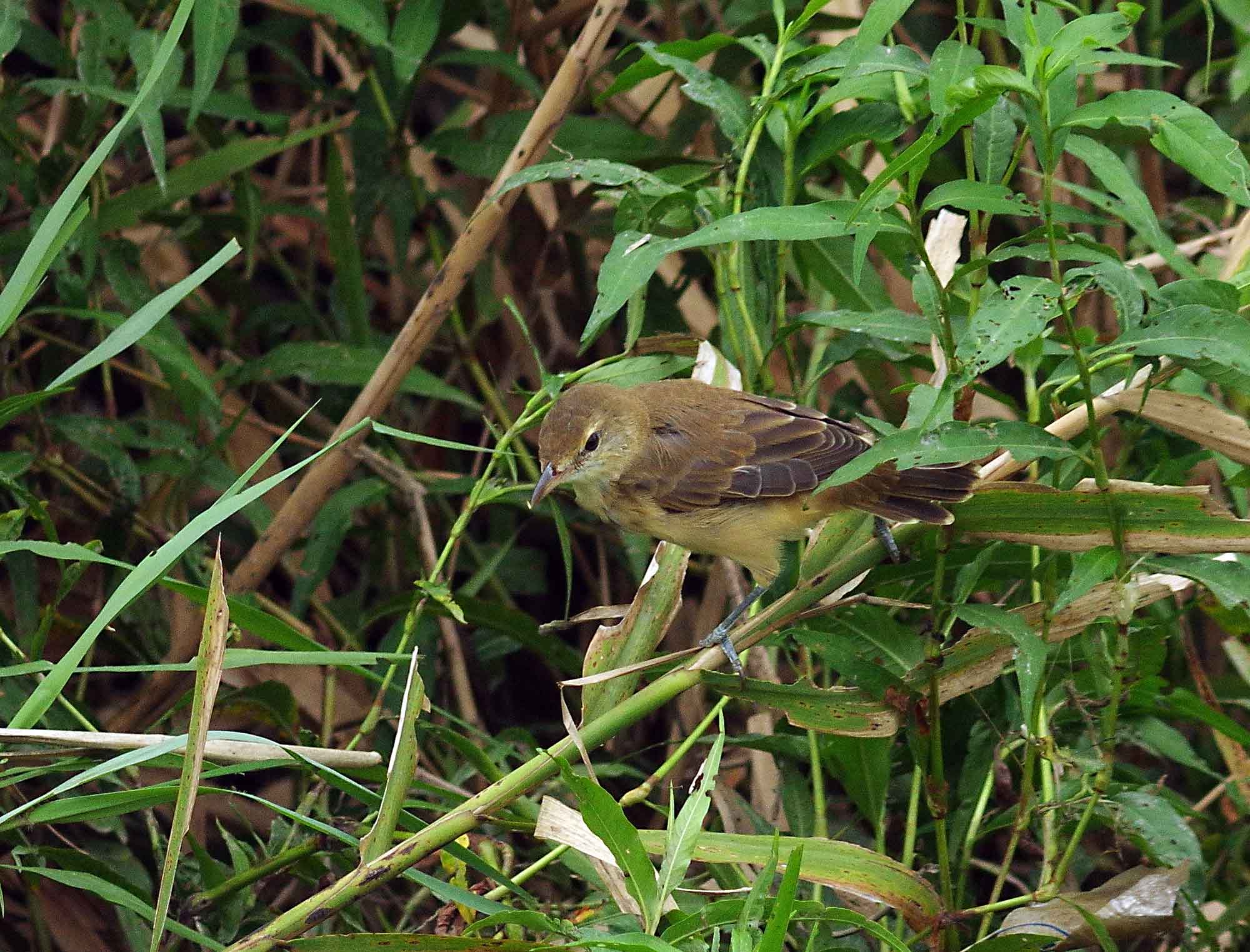 2016年　　9月　　野鳥_c0176183_1781995.jpg