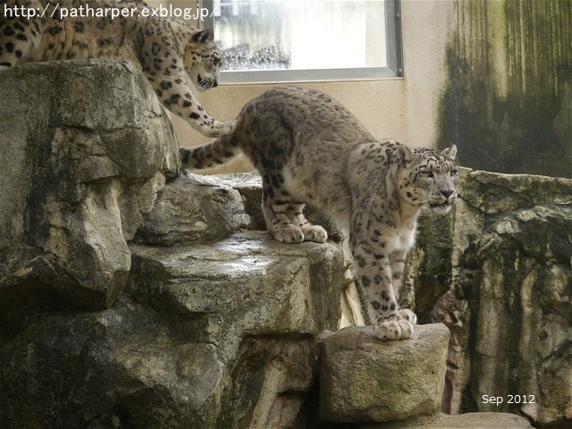 ２０１６年９月　突然のお別れ　ティアン＠王子動物園_a0052986_0103060.jpg