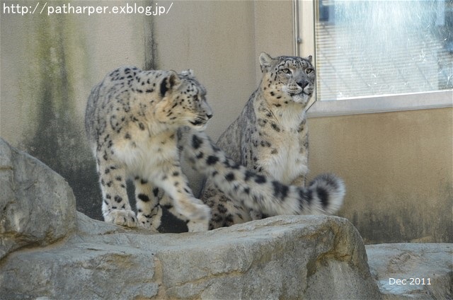 ２０１６年９月　突然のお別れ　ティアン＠王子動物園_a0052986_032214.jpg