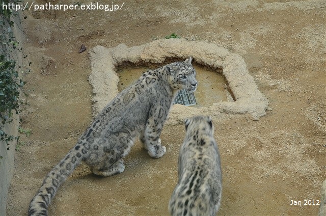 ２０１６年９月　突然のお別れ　ティアン＠王子動物園_a0052986_035065.jpg