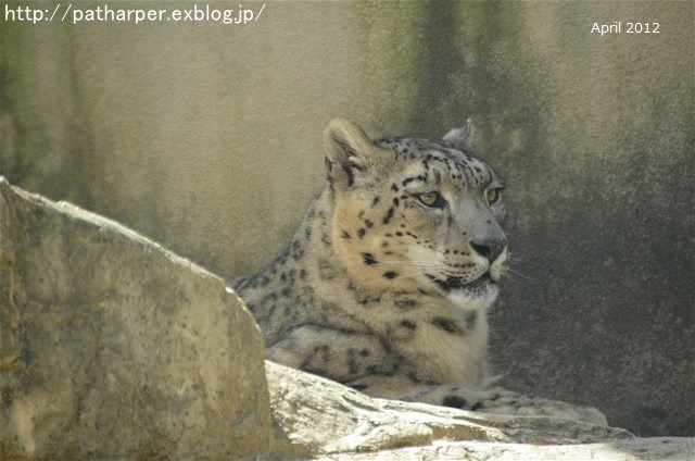 ２０１６年９月　突然のお別れ　ティアン＠王子動物園_a0052986_08471.jpg