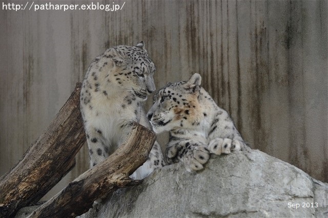 ２０１６年９月　突然のお別れ　ティアン＠王子動物園_a0052986_7284639.jpg