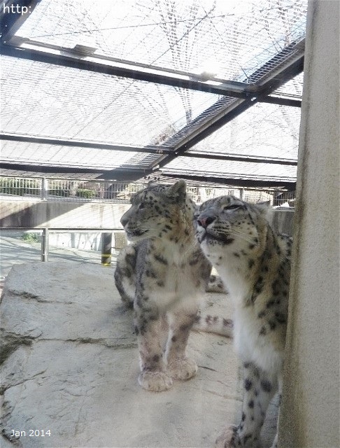 ２０１６年９月　突然のお別れ　ティアン＠王子動物園_a0052986_7322316.jpg