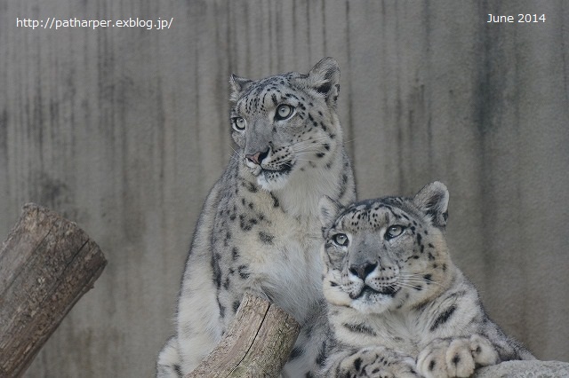 ２０１６年９月　突然のお別れ　ティアン＠王子動物園_a0052986_7375572.jpg