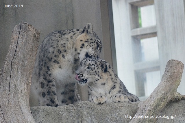 ２０１６年９月　突然のお別れ　ティアン＠王子動物園_a0052986_7385570.jpg