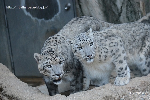 ２０１６年９月　突然のお別れ　ティアン＠王子動物園_a0052986_7403365.jpg