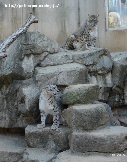 ２０１６年９月　突然のお別れ　ティアン＠王子動物園_a0052986_7492991.jpg