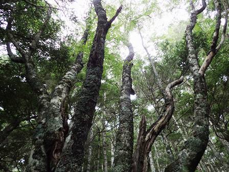 南アルプス・荒川三山～赤石岳_c0018489_18564544.jpg