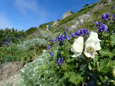 南アルプス・荒川三山～赤石岳_c0018489_1944933.jpg