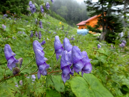 南アルプス・荒川三山～赤石岳_c0018489_1951961.jpg