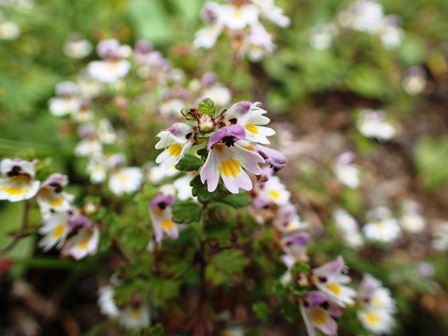 南アルプス・荒川三山～赤石岳_c0018489_21395565.jpg