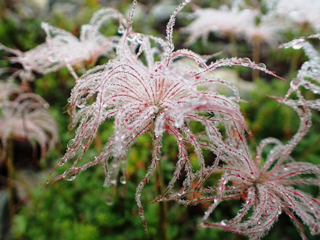 南アルプス・荒川三山～赤石岳_c0018489_22362491.jpg