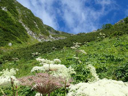 南アルプス・荒川三山～赤石岳_c0018489_2247166.jpg