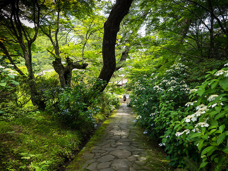 ご朱印　吉祥寺_a0320705_07051149.jpg