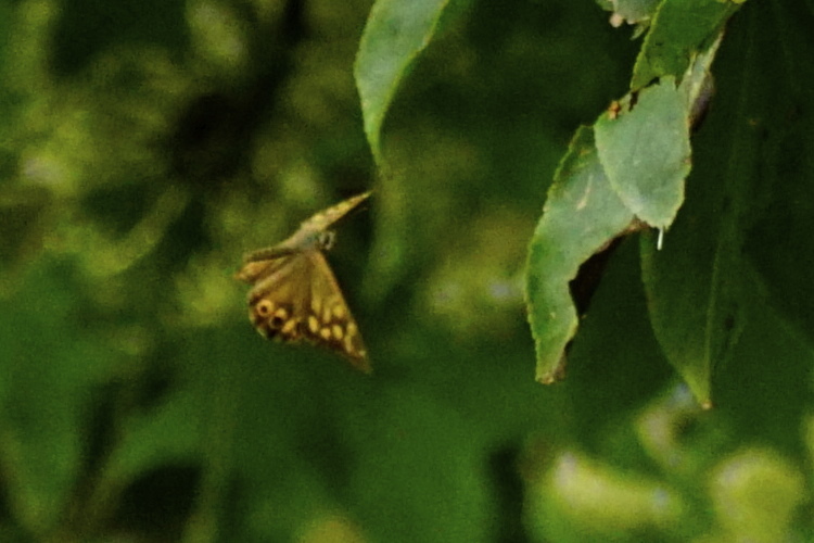 d0272107_17174179.jpg