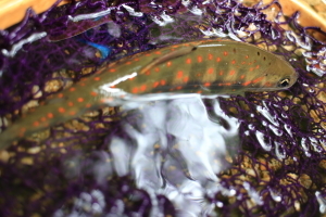 e0174008_17514622.jpg