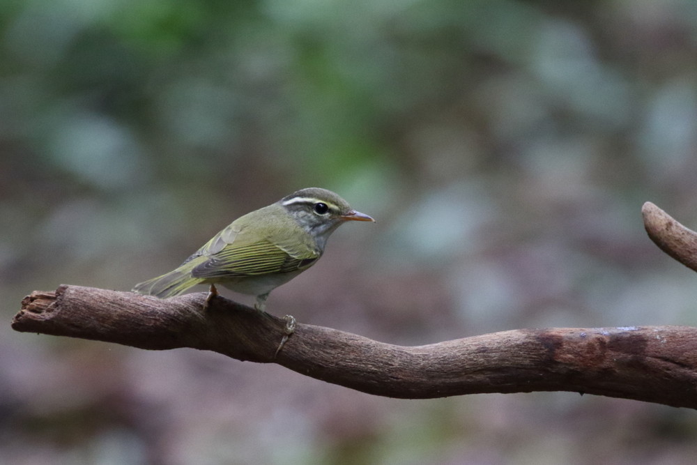 今日の鳥見（2016年9月15日）_f0235311_23364896.jpg