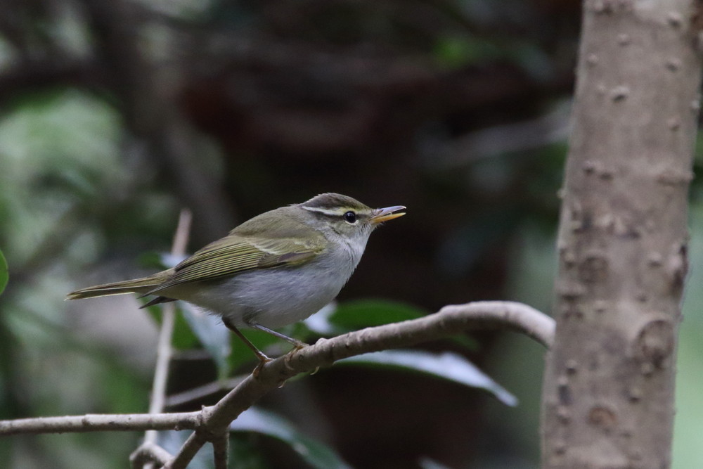 今日の鳥見（2016年9月15日）_f0235311_23365918.jpg