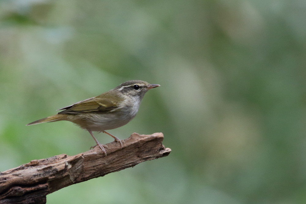 今日の鳥見（2016年9月15日）_f0235311_23385294.jpg